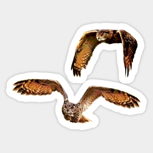 Owls in Flight Eurasian Owl Sticker